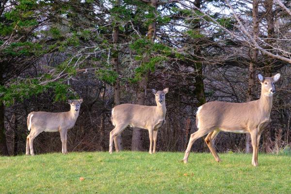 Deer in Morning Light
