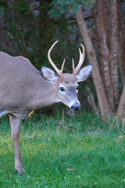 A Rare Buck Sighting