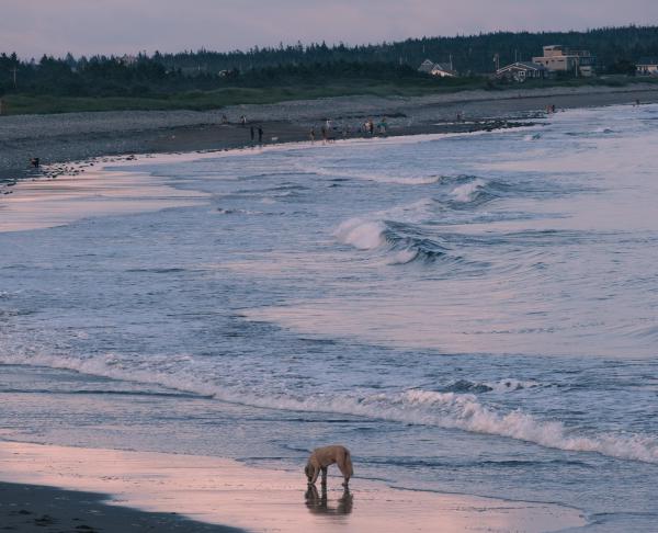 Lawrencetown Beach Sunset