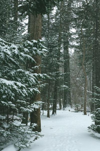 Snowy Forest Recharge