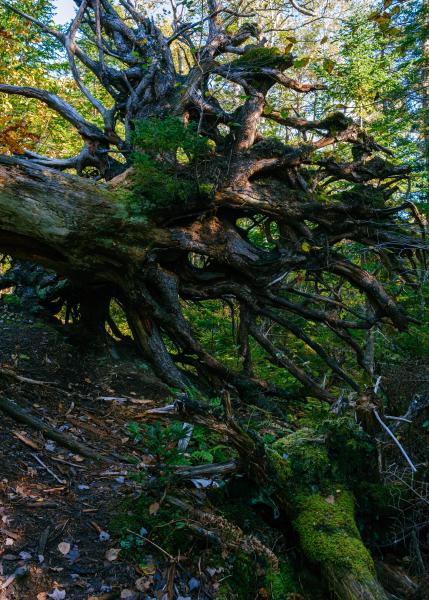 When A Tree Falls In The Woods