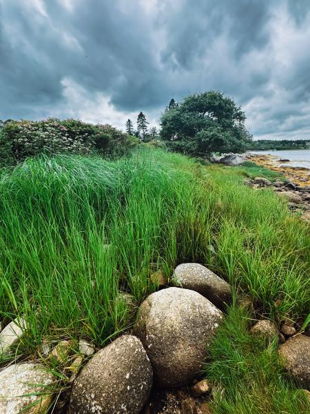 Graves Island Beach Grass