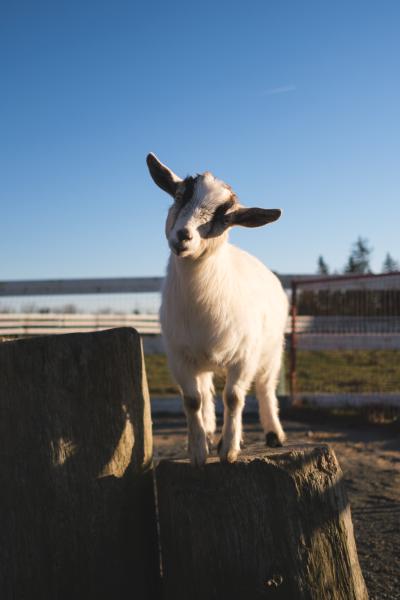 Winter Afternoon on the Farm