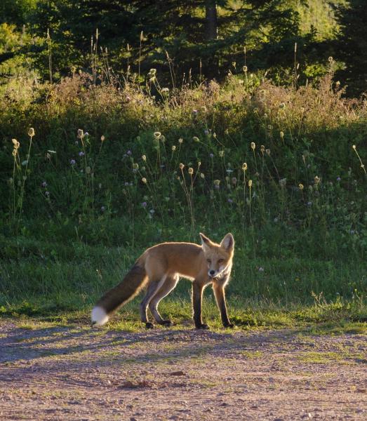Curious PEI Fox