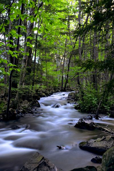 Spring at Moirs Mill