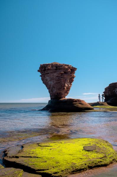 The Prince Edward Island Teacup