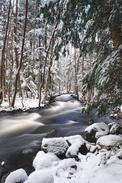 Fresh Snow at Moirs Mill