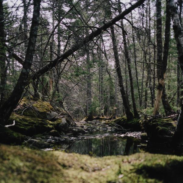 Long Lake Stream in Spring