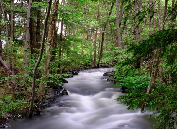 Moirs Mill In Spring