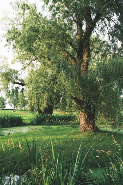 Trees of Grand Pre