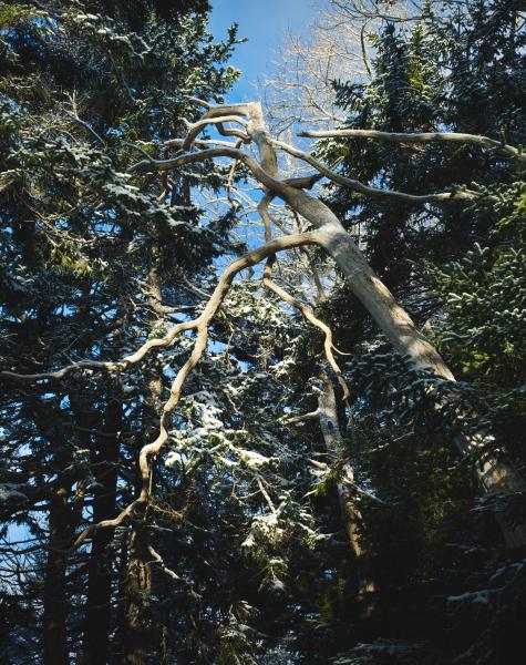 Uniacke Estate Winter Morning Walk