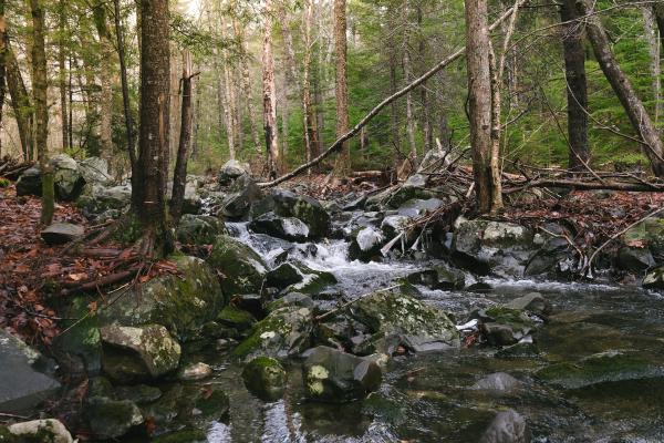 Peaceful Forest Walk